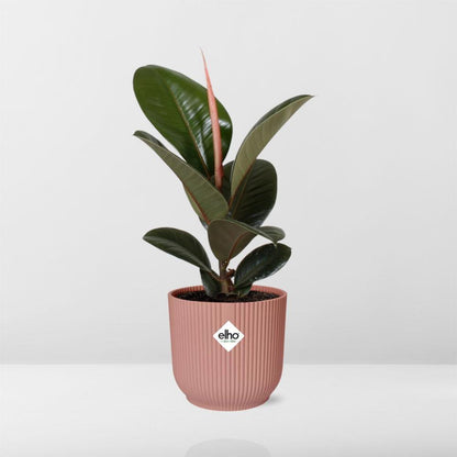 Plant met roze pot Ficus Elastica Robusta voor grijze achtergrond