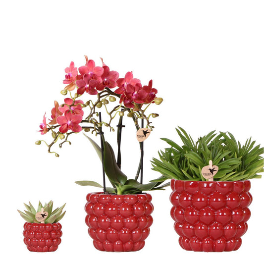 Rode orchidee Congo en succulenten met Berry potten