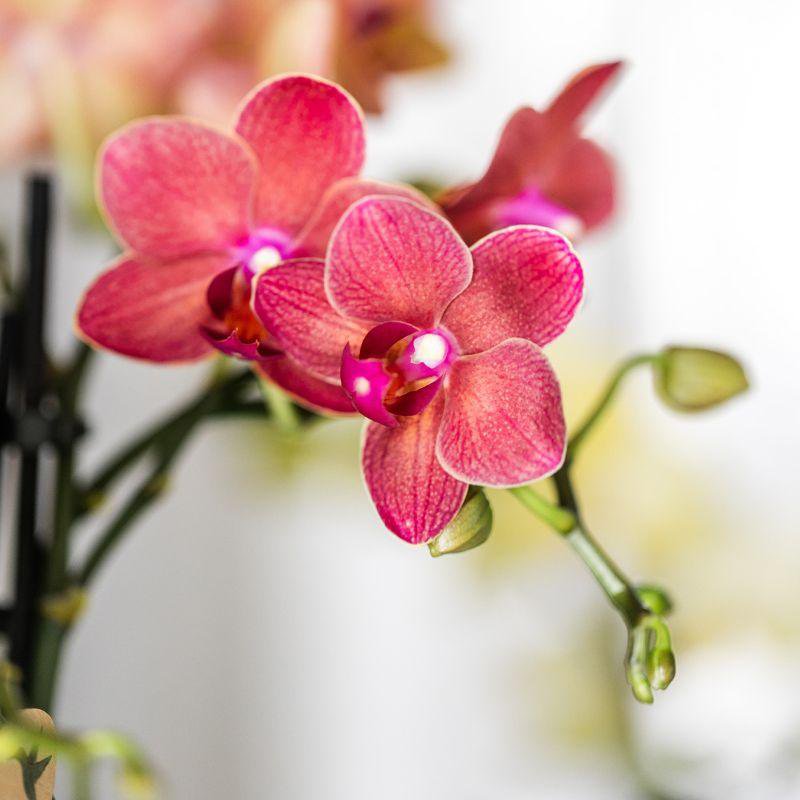 Rode orchidee Congo en succulenten met Berry potten, detail van de bladeren van de rode orchidee