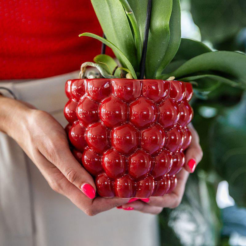 Rode orchidee Congo en succulenten met Berry potten, grote pot in de handen van een vrouw met rode nagellak