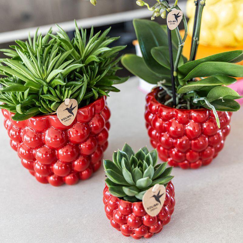 Rode orchidee Congo en succulenten met Berry potten op aanrecht