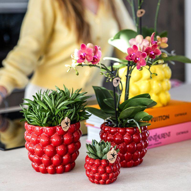 Rode orchidee Congo en succulenten met Berry potten op een tafel met oranje en roze boeken op de achtergrond