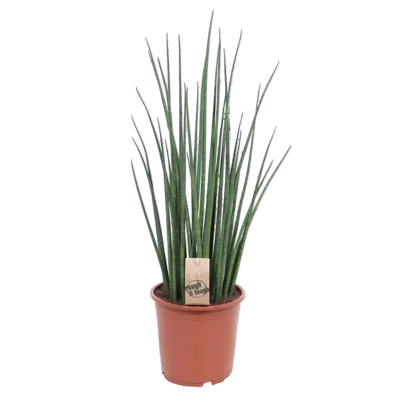Sansevieria Mikado kamerplant groen 70 cm in terracotta binnenpot