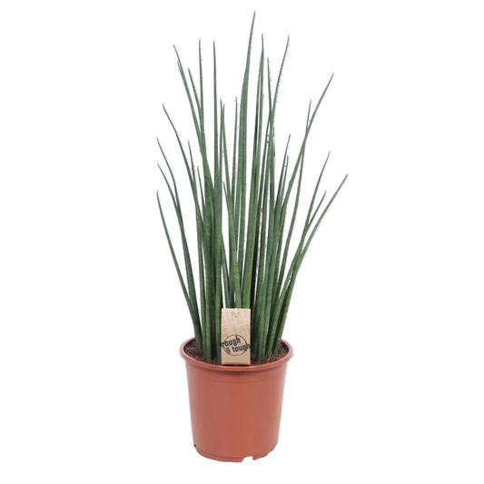 Sansevieria Mikado kamerplant groen 70 cm in terracotta binnenpot
