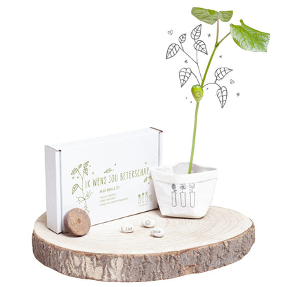 Wensbonen beterschap groeicadeau uitgepakt naast de verpakking, met zaadjes, aarde en standaard