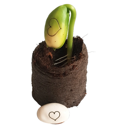 Groeiend wensplantje met hartje op het eerste blaadje