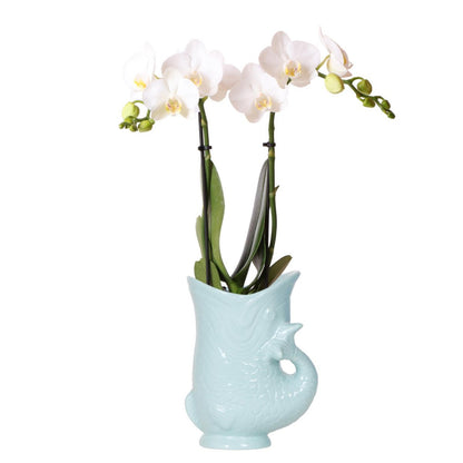 Witte orchidee Amabilis met turquoise Fish pot