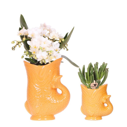 Witte orchidee Nazaré en succulent met oranje vispotten