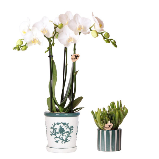 Witte orchidee en vetplant naast elkaar in keramieken pot set 35–40 cm