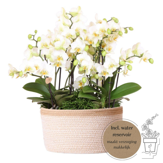 Witte orchidee in beige mand met rechtsonder een tekst dat zegt inclusief water reservoir