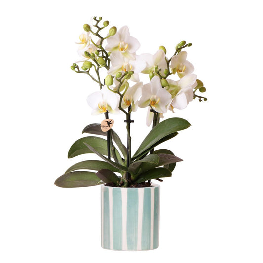 Witte orchidee in een gestreepte blauwe pot