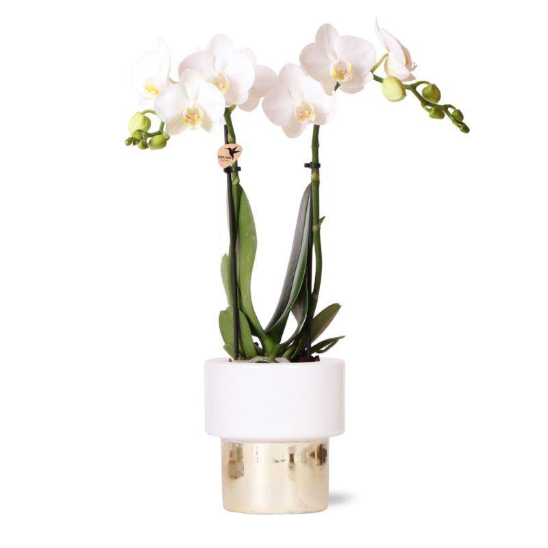 Witte orchidee in wit met gouden pot