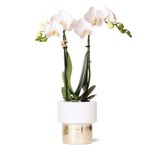 Witte orchidee in wit met gouden pot