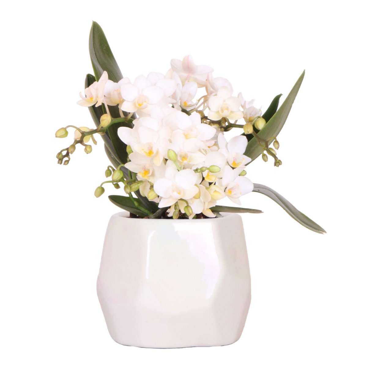 Witte orchidee in witte keramieken pot