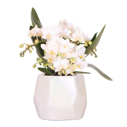 Witte orchidee in witte keramieken pot
