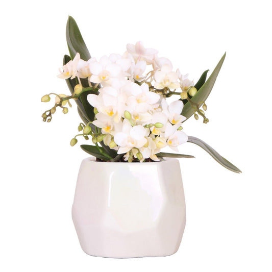 Witte orchidee in witte keramieken pot