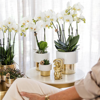 Witte orchideeën in keramische potten met gouden voet op witte tafel, gestyled met gouden decoratie