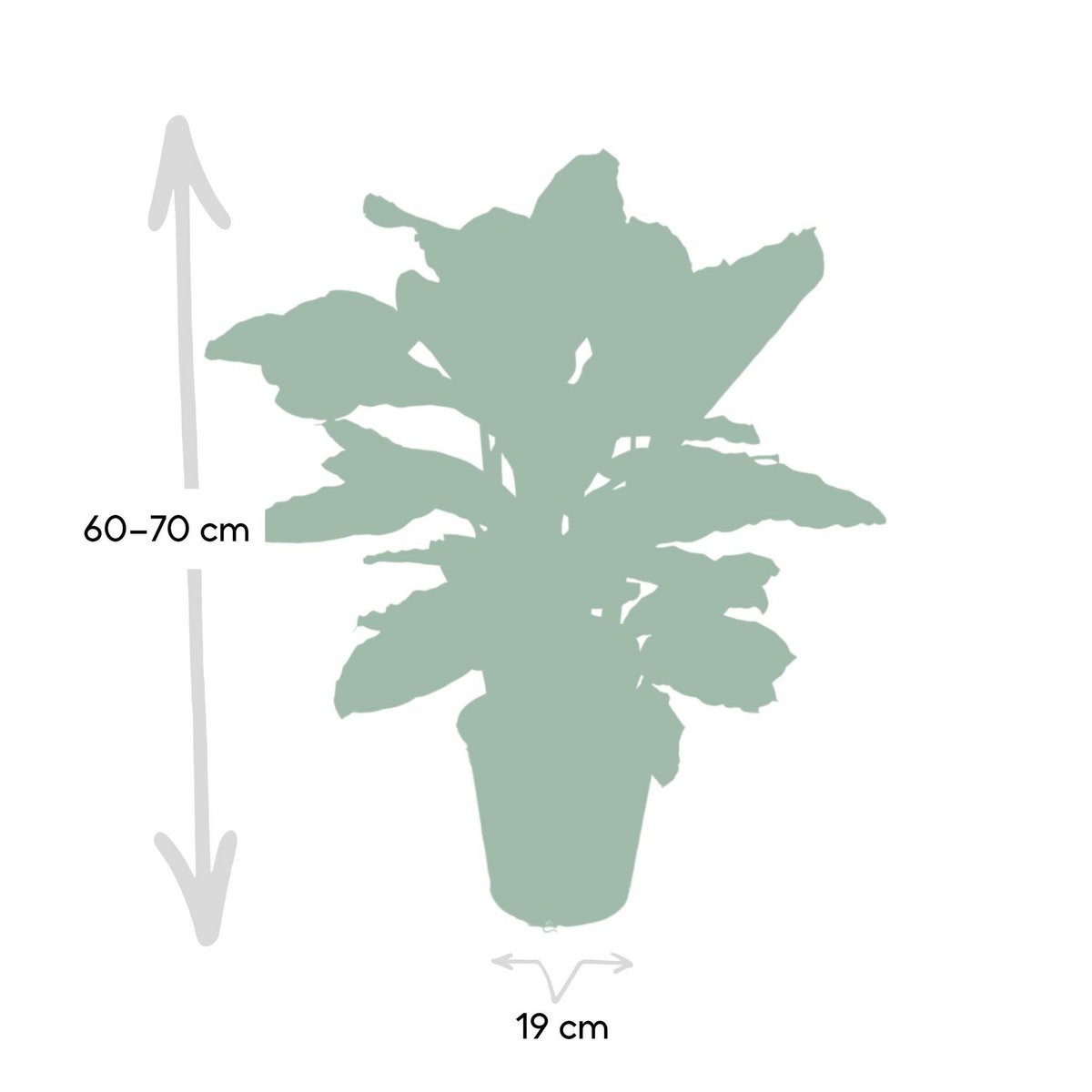 Kamerplant Calathea Zebrina