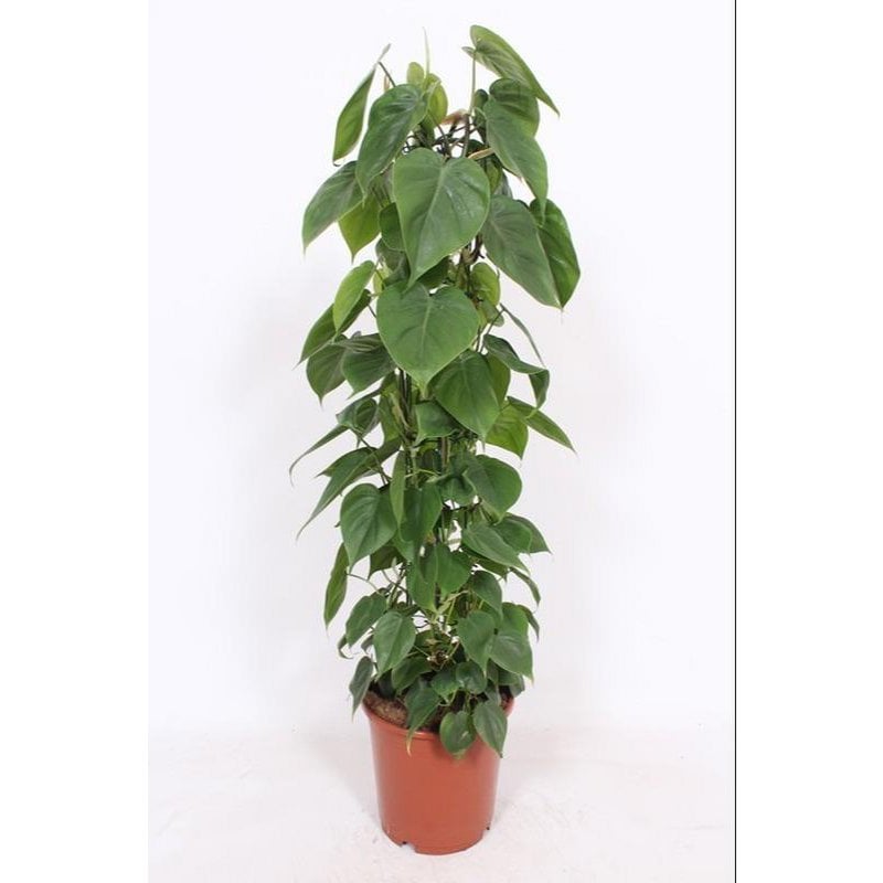 Philodendron Scandens kamerplant groot groen 120 cm