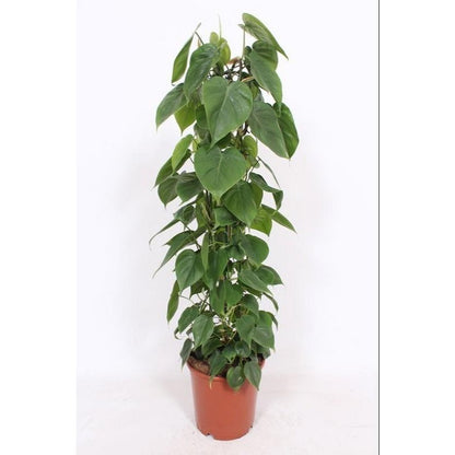 Philodendron Scandens kamerplant groot groen 120 cm
