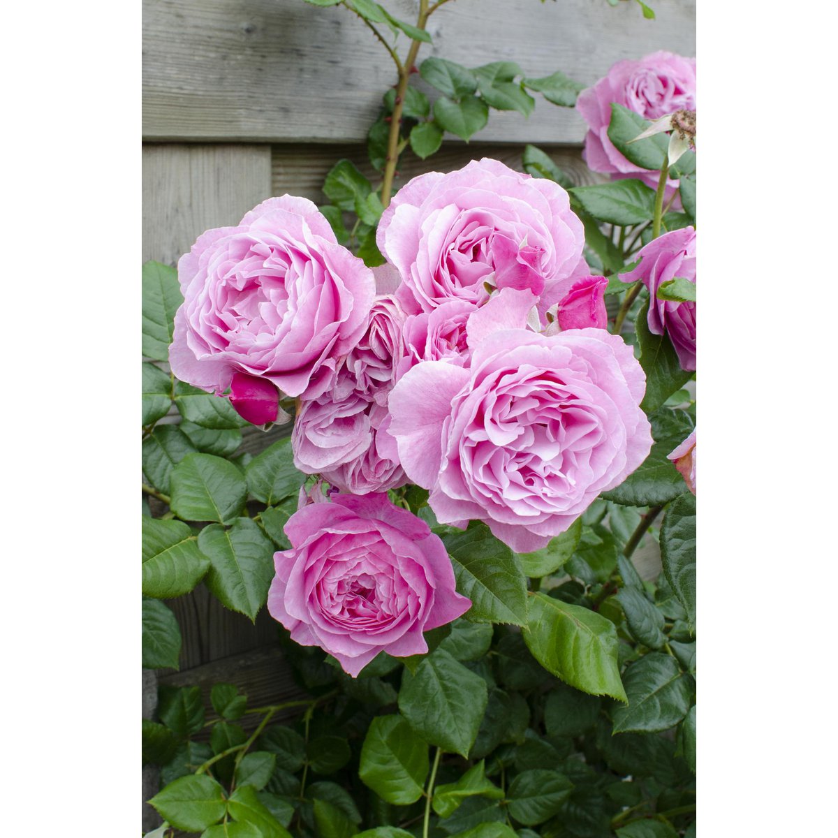  klimplant met roze bloemen Rosa Crazy in Love tegen houten schutting met meerdere roze rozen