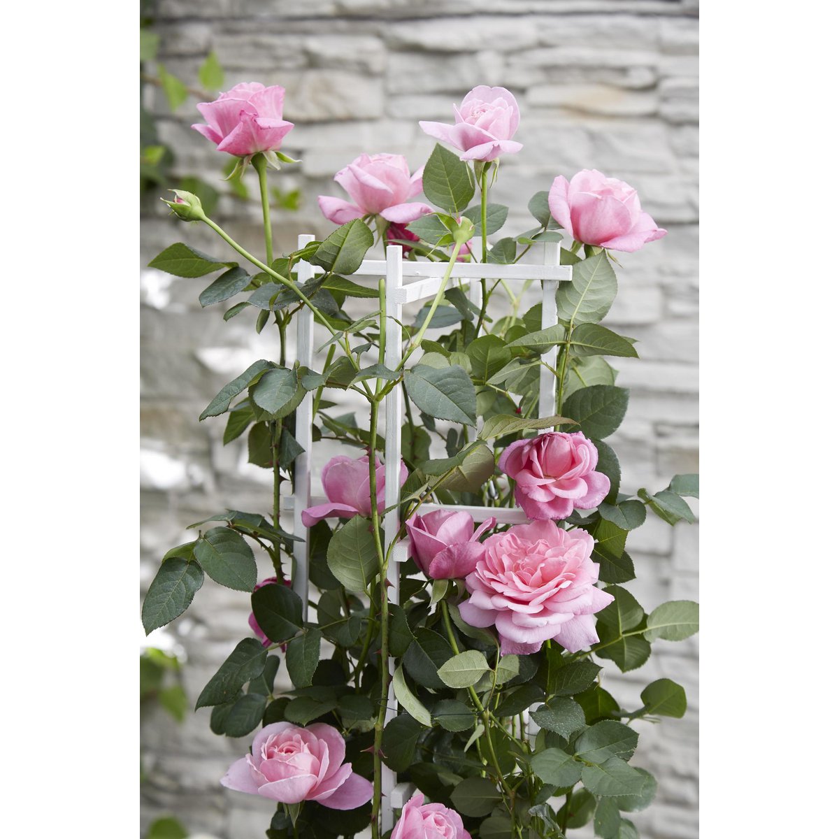  klimplant met roze bloemen Rosa Crazy in Love tegen houten tuinrek