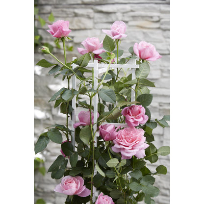  klimplant met roze bloemen Rosa Crazy in Love tegen houten tuinrek