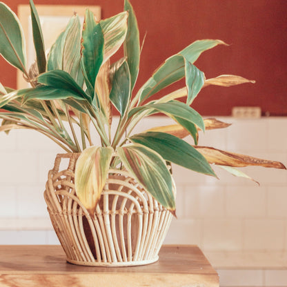 Sfeerfoto Rotan mand Rahina met plant