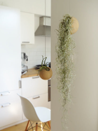 Twee hangende ronde plantenbakken met verschillende plantjes erin, in een witte keuken