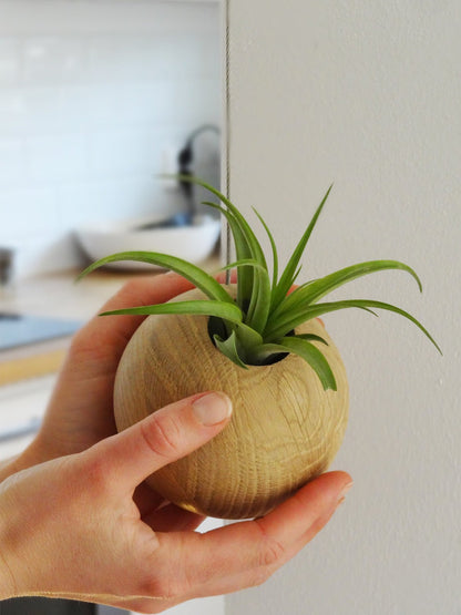 Hangende lichte ronde plantenbak met twee handen eromheen die de pot vasthouden. In de pot zit een klein plantje.