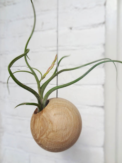 Hangende lichte plantenbak rond met klein plantje